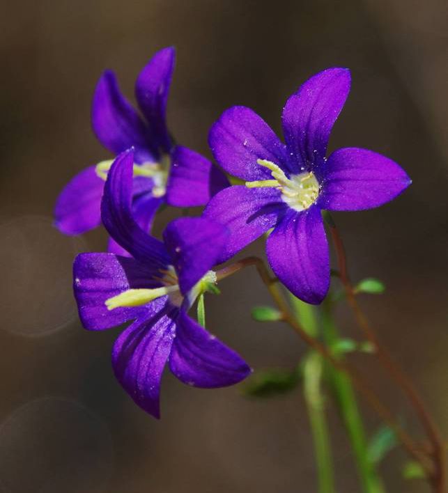 Η χλωρίδα της Ελλάδας: Campanula hawkinsiana (Βάλια Κάλντα topoguide) Βάλια Κάλντα topoguide