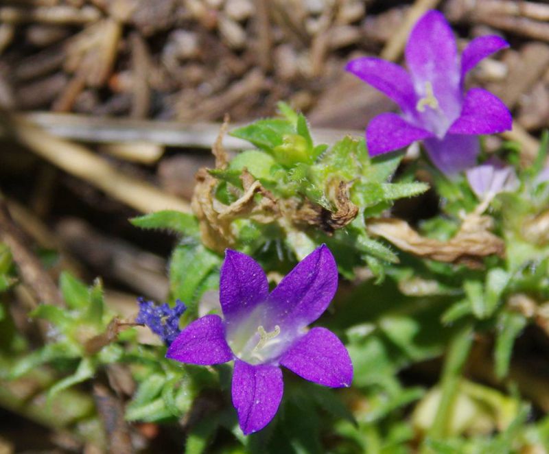 Η χλωρίδα της Ελλάδας: Campanula tymphaea (Σμόλικας topoguide) Σμόλικας topoguide