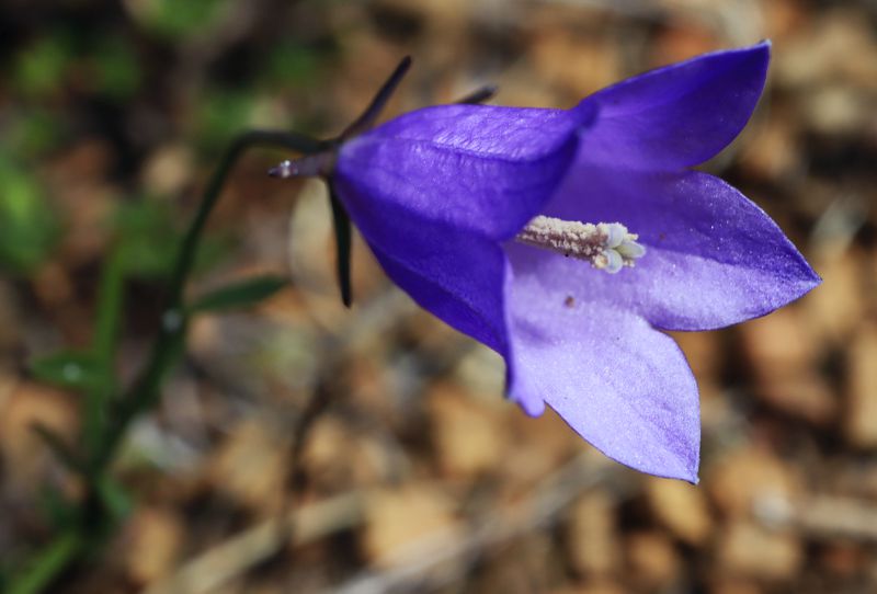 Η χλωρίδα της Ελλάδας: Campanula albanica subsp. albanica (Βάλια Κάλντα topoguide) Βάλια Κάλντα topoguide