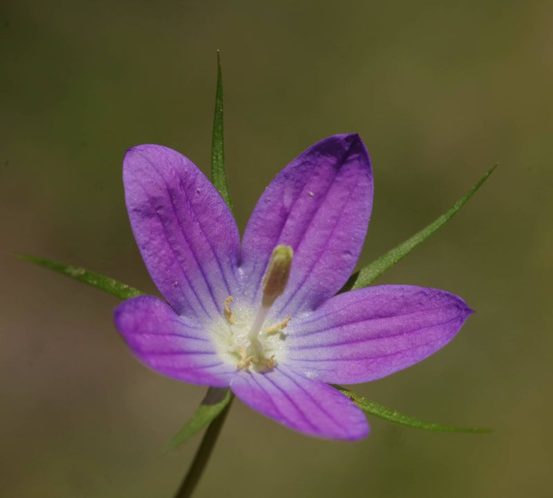 Η χλωρίδα της Ελλάδας: Campanula ramosissima (Χελμός topoguide) Χελμός topoguide