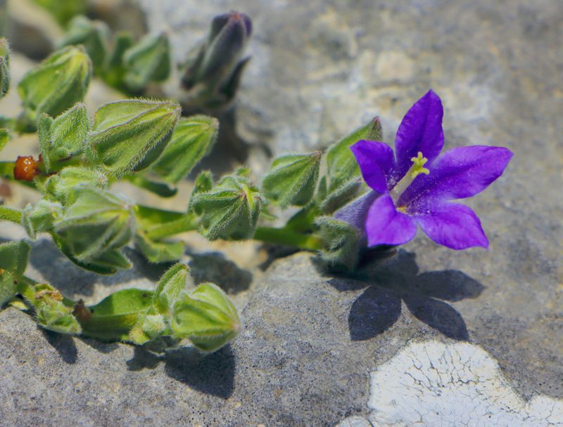 Η χλωρίδα της Ελλάδας: Campanula rupestris (Ελικώνας topoguide) Ελικώνας topoguide