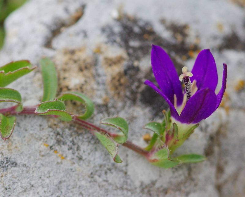 Η χλωρίδα της Ελλάδας: Campanula radicosa (Ζήρεια topoguide) Ζήρεια topoguide