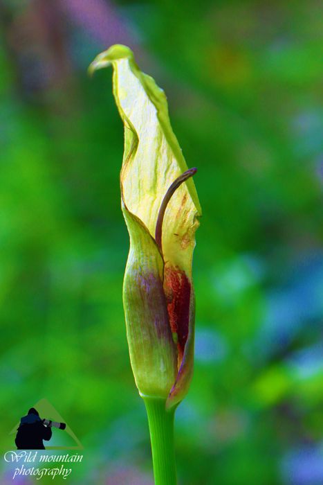Η χλωρίδα της Ελλάδας: Arum cylindraceum (Νότια Ευρυτανία topoguide) Νότια Ευρυτανία topoguide