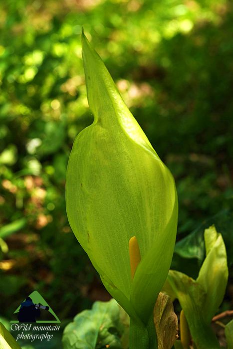 Η χλωρίδα της Ελλάδας: Arum italicum (Χελμός topoguide) Χελμός topoguide