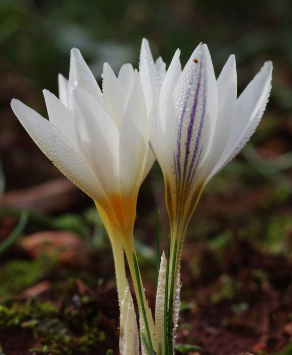 Η χλωρίδα της Ελλάδας: Crocus laevigatus