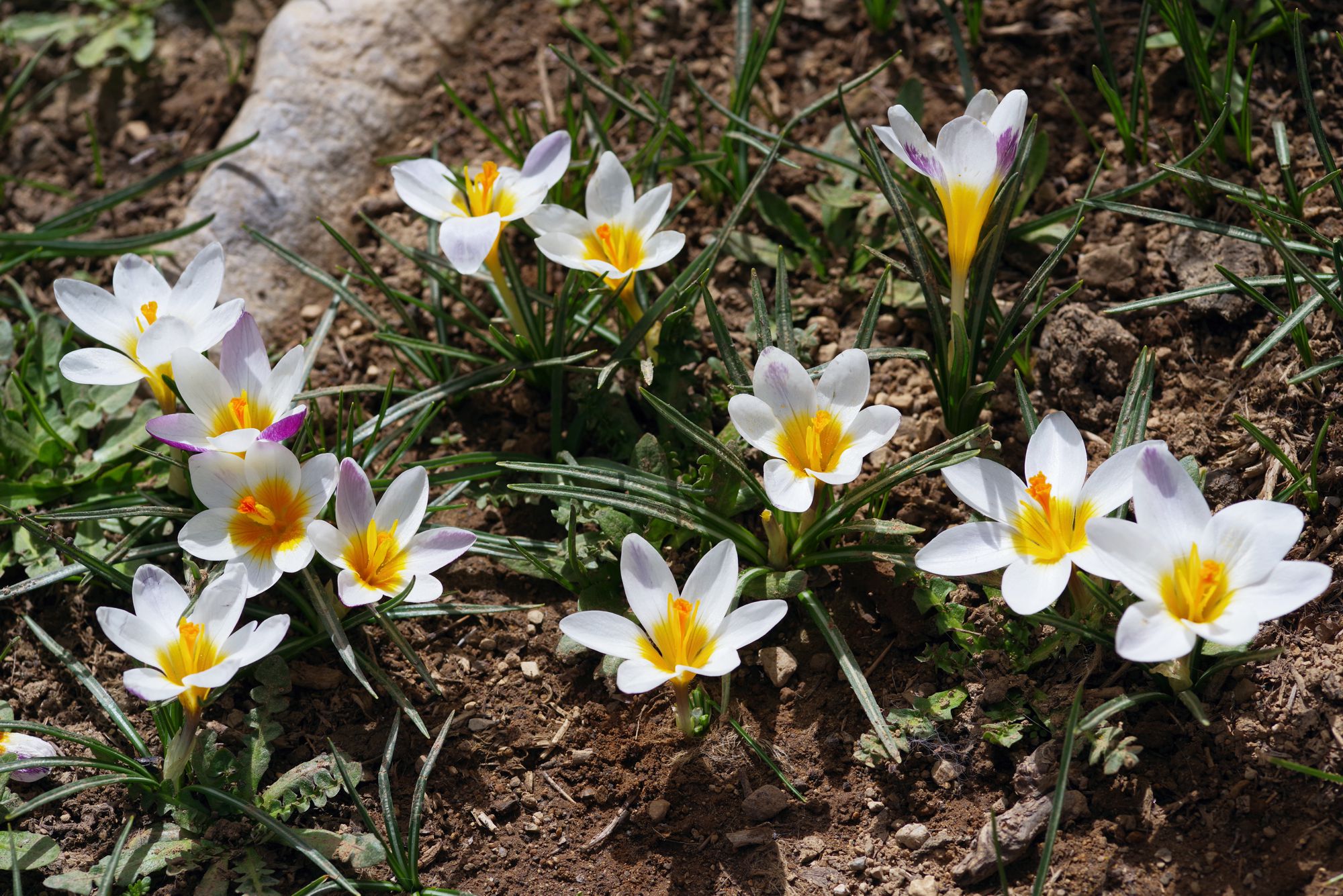 Tο γένος Crocus: Crocus sieberi