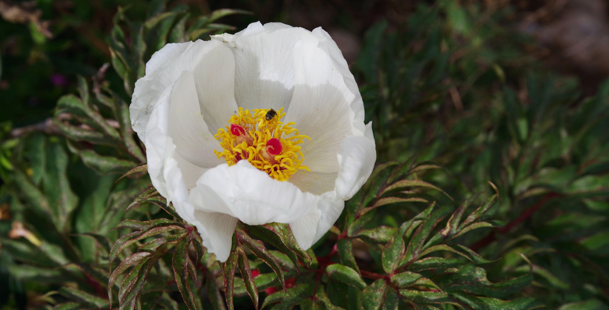 Χλωρίδα της Ελλάδας: H λευκή Paeonia clusii subsp. clusii, ενδημική της Κρήτης