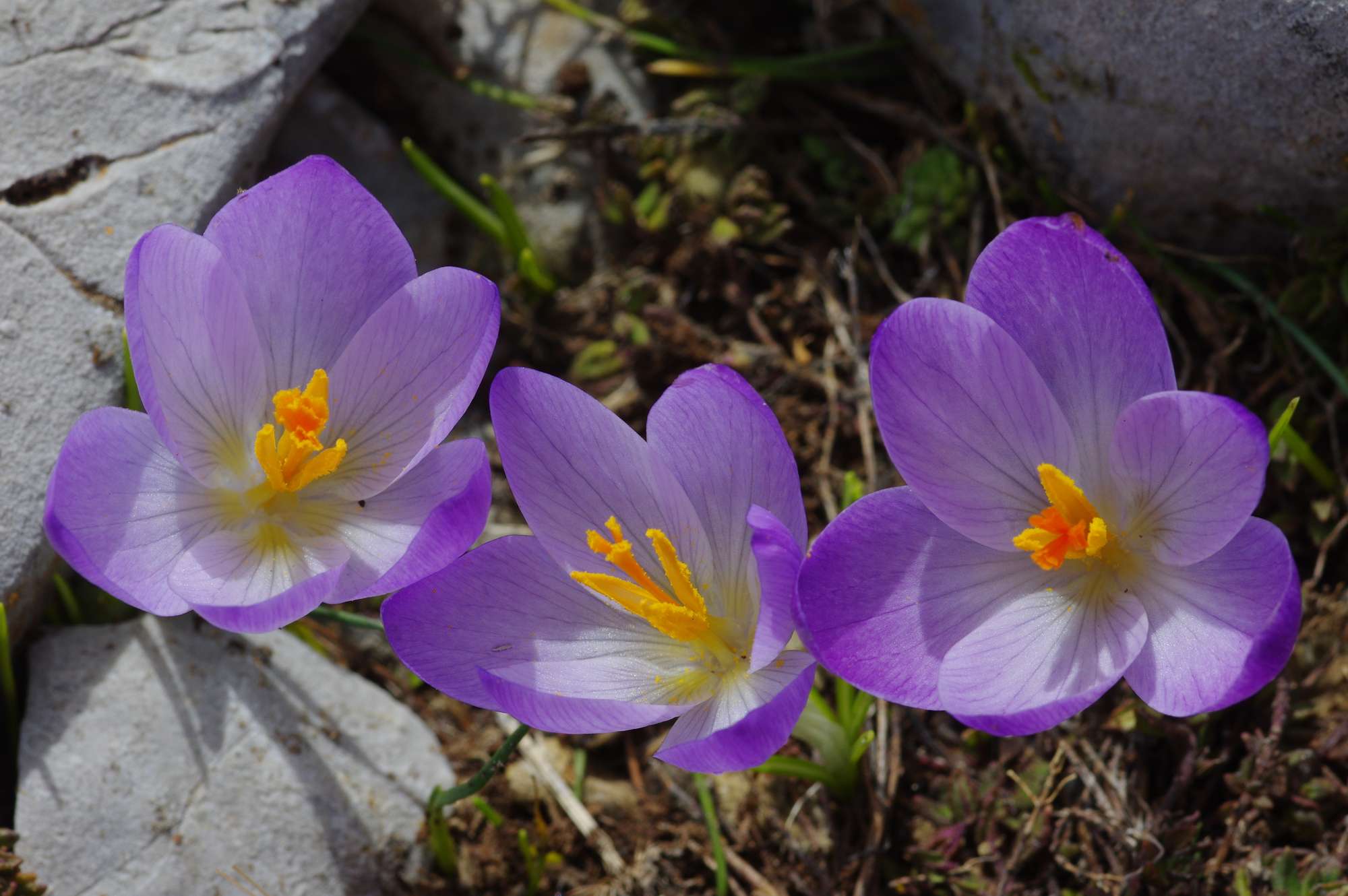 Tο γένος Crocus: Crocus veluchensis