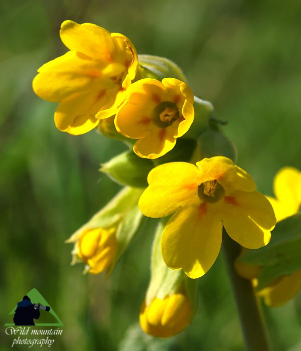 Η χλωρίδα της Ελλάδας: Primula veris (Ευρυτανία topoguide) Ευρυτανία topoguide