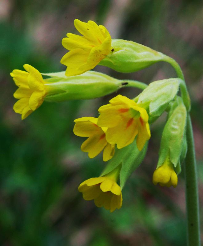 Η χλωρίδα της Ελλάδας: H αλπική Πρίμουλα Primula veris (Γράμμος topoguide) Όλυμπος topoguide