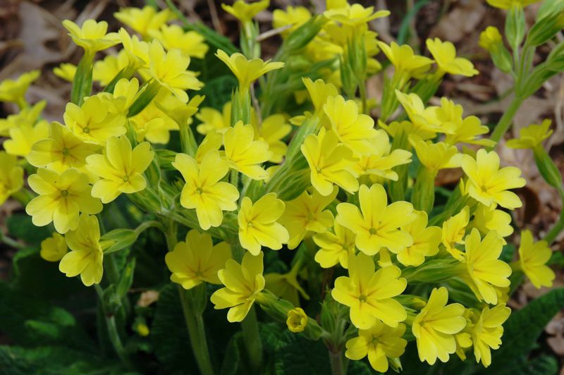 Η χλωρίδα της Ελλάδας: H Κίτρινη Πρίμουλα Primula vulgaris (Γράμμος topoguide) Όλυμπος topoguide