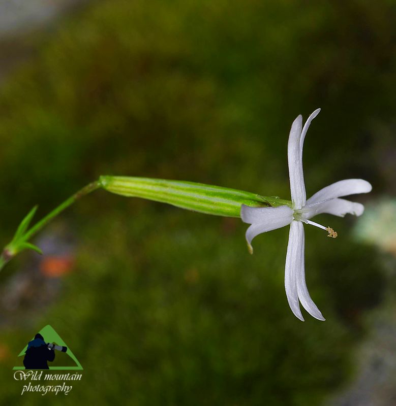 Η χλωρίδα της Ελλάδας: Silene multicaulis (Δίρφυς topoguide) Δίρφυς topoguide