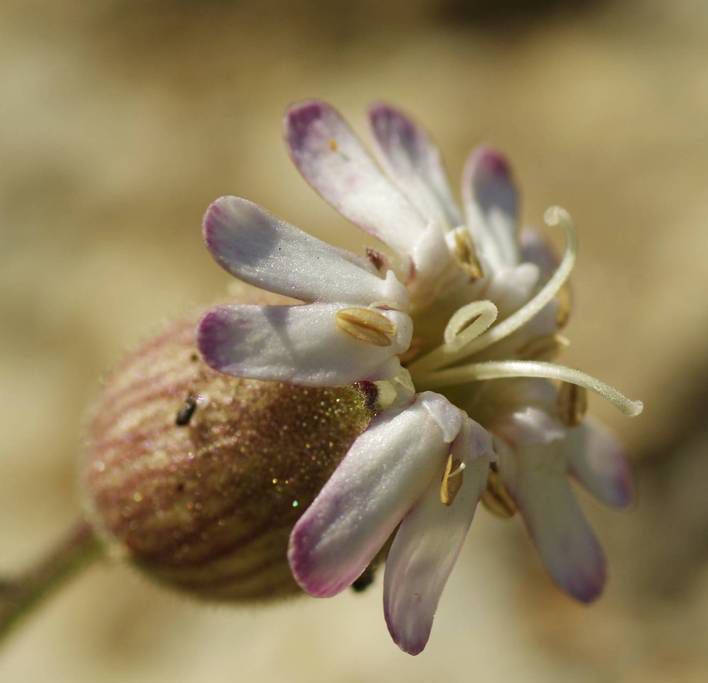 Η χλωρίδα της Ελλάδας: Silene auriculata (Χελμός topoguide) Χελμός topoguide