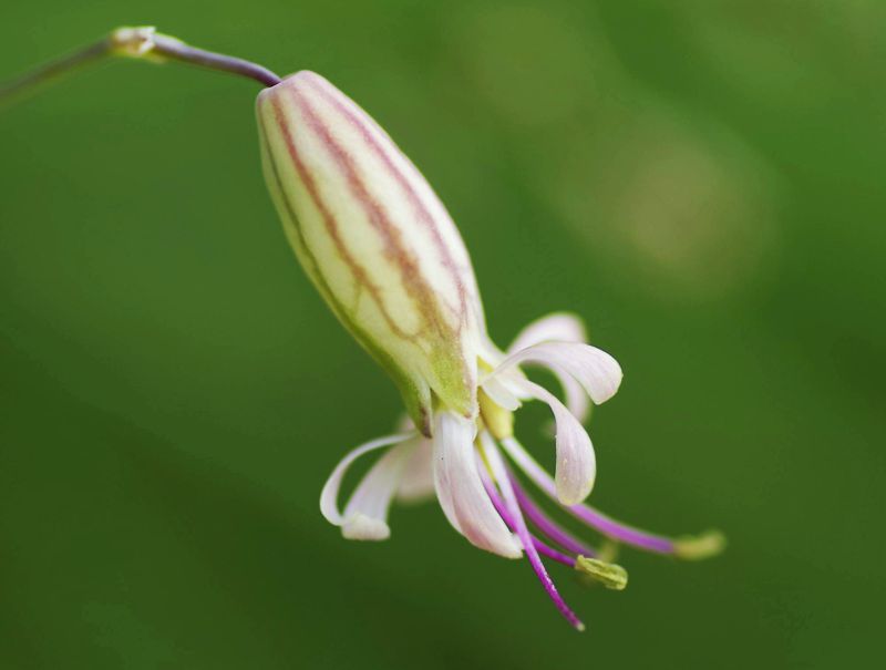 Η χλωρίδα της Ελλάδας: Silene caesia (Χελμός topoguide) Χελμός topoguide