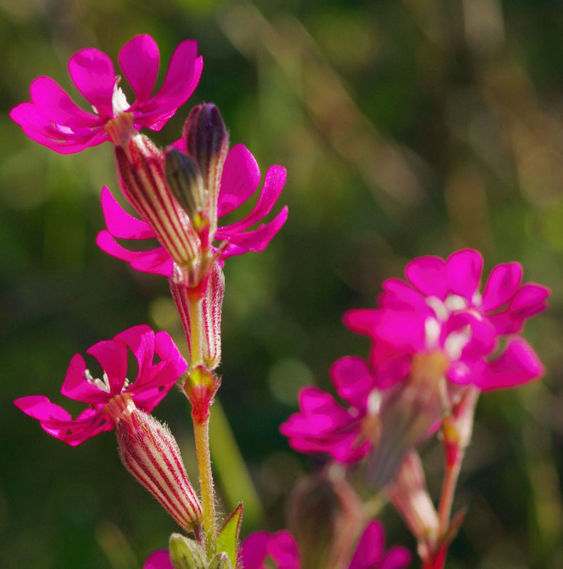 Η χλωρίδα της Ελλάδας: Silene colorata (Μονεμβασιά topoguide) Μονεμβασιά topoguide