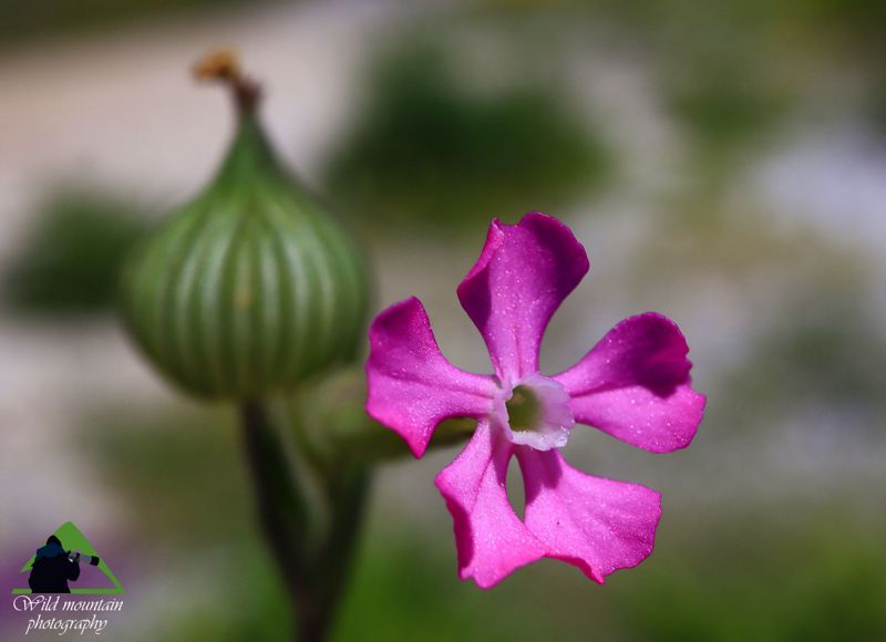Η χλωρίδα της Ελλάδας: Silene conica (Βουνά Καστοριάς topoguide) Βουνά Καστοριάς topoguide