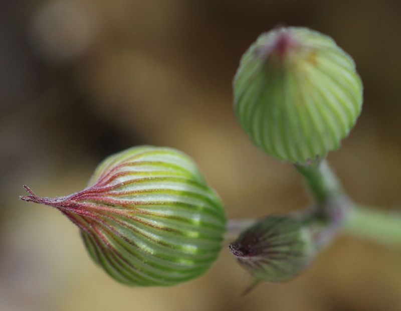 Η χλωρίδα της Ελλάδας: Silene conica (Πάρνηθα topoguide) Πάρνηθα topoguide