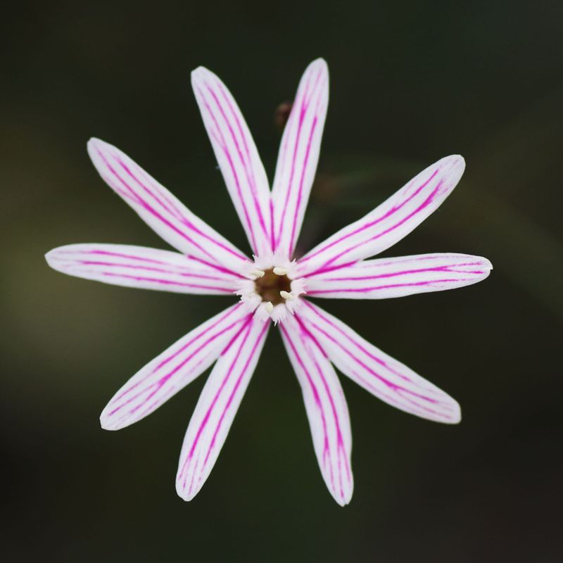 Η χλωρίδα της Ελλάδας: Silene corinthiaca (Κίρφη topoguide) Κίρφη topoguide