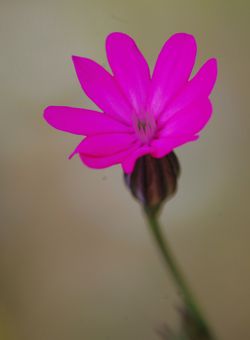 Η χλωρίδα της Ελλάδας: Silene cretica (Μυκήνες topoguide) Μυκήνες topoguide