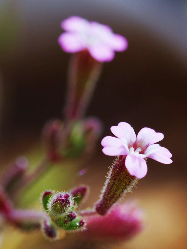 Η χλωρίδα της Ελλάδας: Silene gallica (Τήνος topoguide) Τήνος topoguide