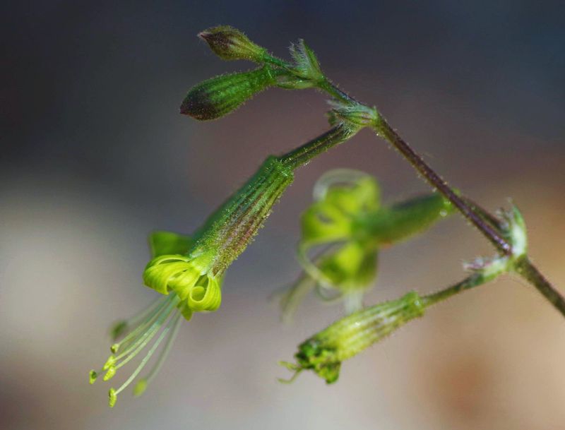 Η χλωρίδα της Ελλάδας: Silene gigantea (Πάρνηθα topoguide) Πάρνηθα topoguide