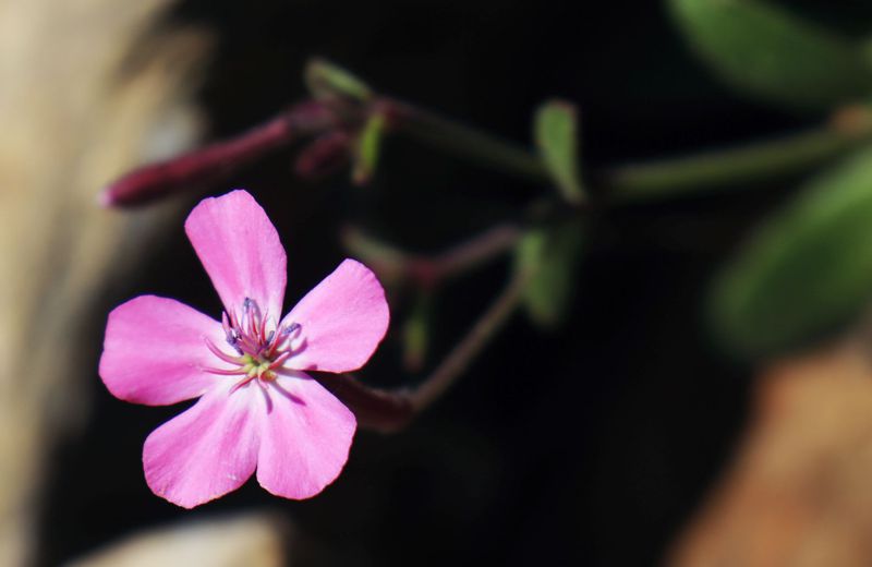 Η χλωρίδα της Ελλάδας: Silene integripetala (Μονεμβασιά topoguide) Μονεμβασιά topoguide