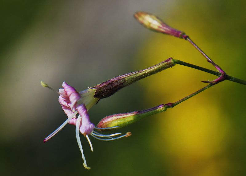 Η χλωρίδα της Ελλάδας: Silene italica (Πάρνηθα topoguide) Πάρνηθα topoguide