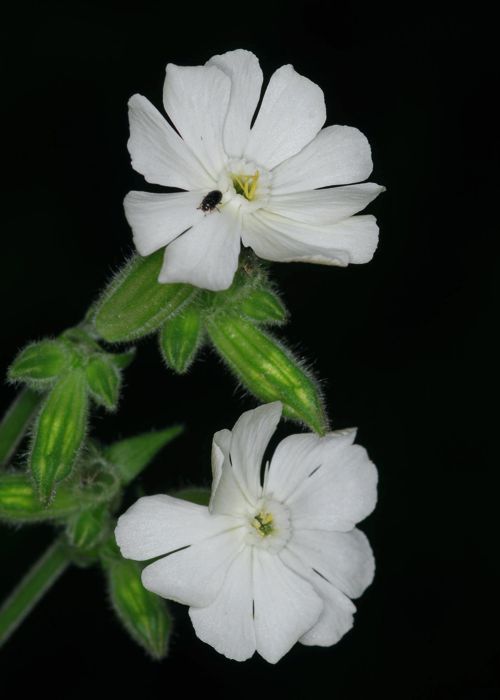 Η χλωρίδα της Ελλάδας: Silene latifolia (Όλυμπος topoguide) Όλυμπος topoguide