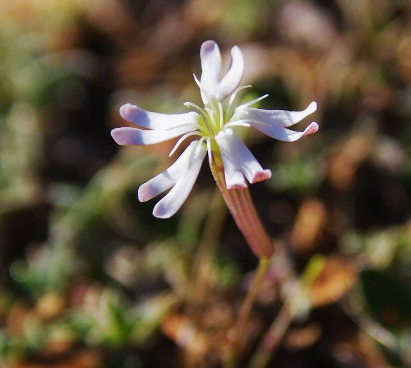 Η χλωρίδα της Ελλάδας: Silene parnassica (Πάρνωνας topoguide) Πάρνωνας topoguide