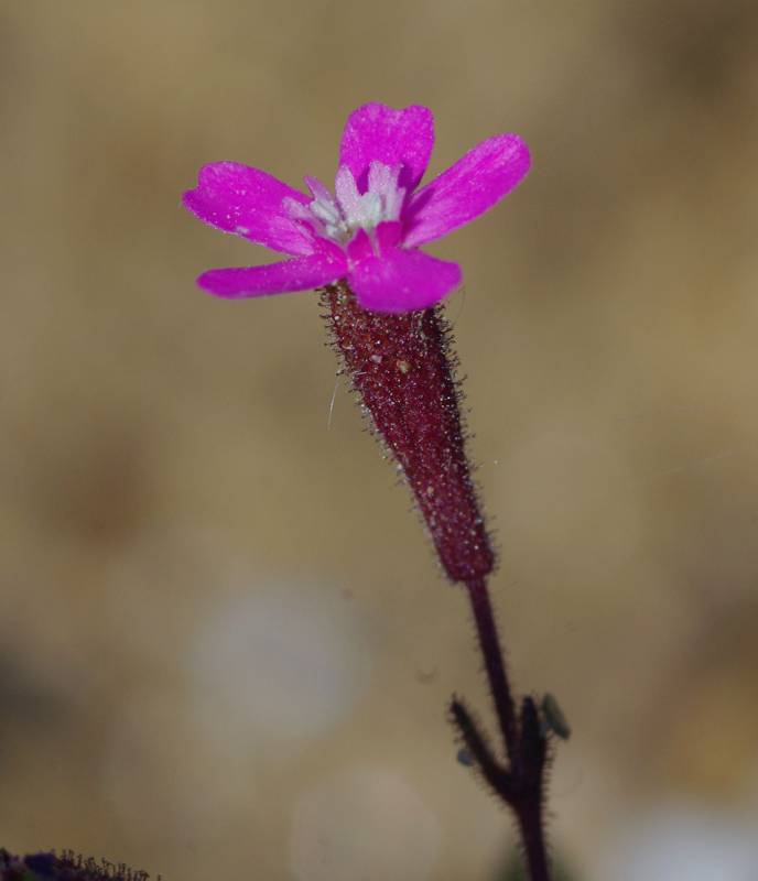 Η χλωρίδα της Ελλάδας: Silene pentelica (Πεντέλη topoguide) Πεντέλη topoguide