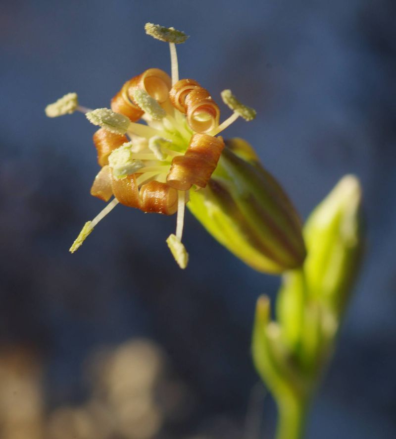 Η χλωρίδα της Ελλάδας: Silene radicosa (Ζήρεια topoguide) Ζήρεια topoguide