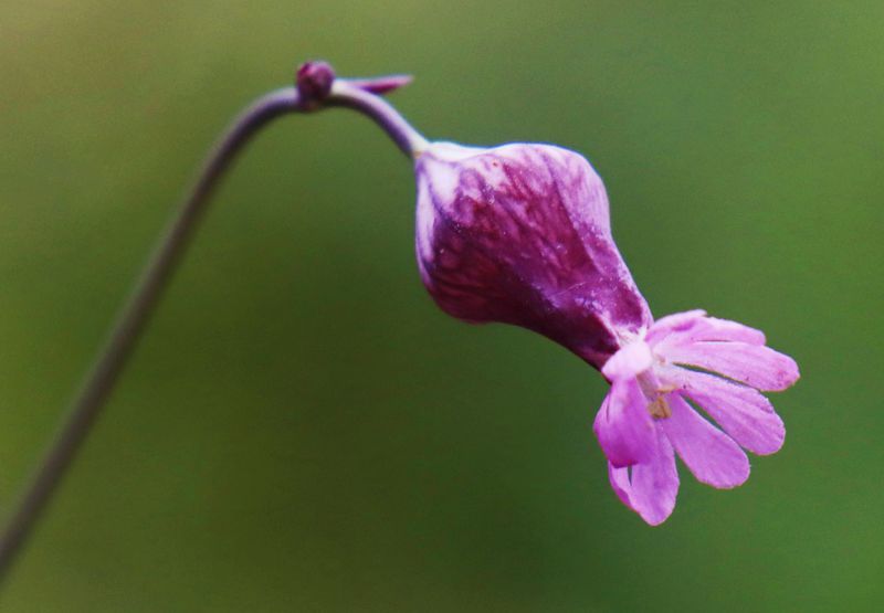 Η χλωρίδα της Ελλάδας: Silene reinholdii (Μυκήνες topoguide) Μυκήνες topoguide