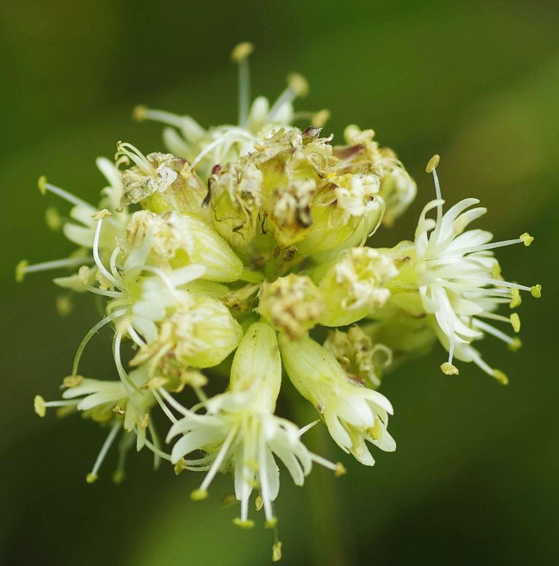 Η χλωρίδα της Ελλάδας: Silene roemeri (Γκιώνα topoguide) Γκιώνα topoguide
