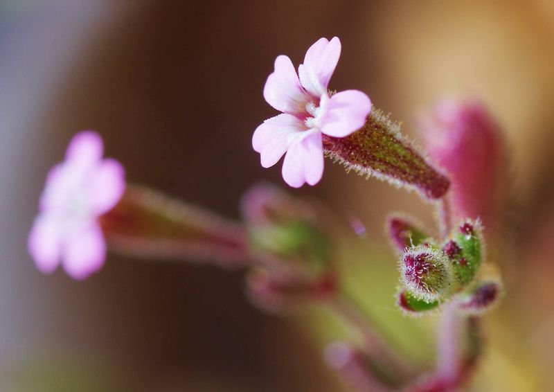 Η χλωρίδα της Ελλάδας: Silene sedoides (Μέθανα topoguide) Μέθανα topoguide