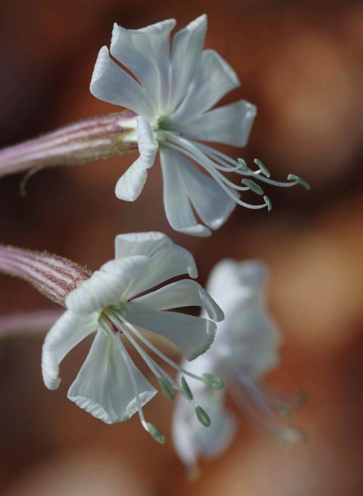 Η χλωρίδα της Ελλάδας: Silene spinescens (Πάρνηθα topoguide) Πάρνηθα topoguide