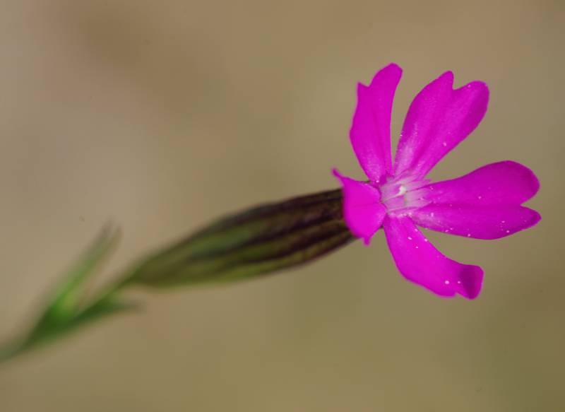 Η χλωρίδα της Ελλάδας: Silene tenuiflora (Μικρή Αττική topoguide) Μικρή Αττική topoguide