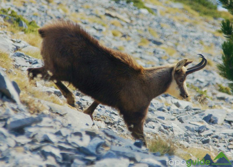 National Parks of Greece: The greek populations of Balkan Chamois have been conserved thanks to the protection offered by the Mt Olympus, Vikos-Aoos and Mt Oeta NPs National Parks of Greece