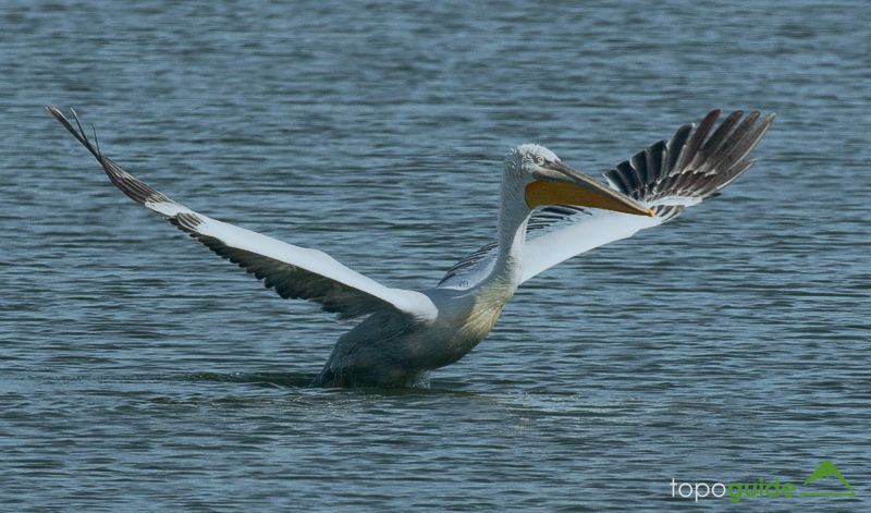 National Parks of Greece: The greek population of Dalmatian pelican increased by ten thanks to the regulations applied to Prespa National Park National Parks of Greece
