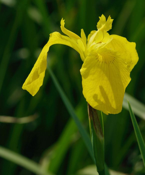 Εθνικό Πάρκο Λίμνης Κερκίνης: Νερόκρινος (Iris pseudacorus)