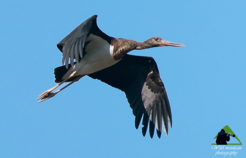 Τα πουλιά του Αώου: Μαυροπελαργός (Ciconia nigra) Zagori topoguide