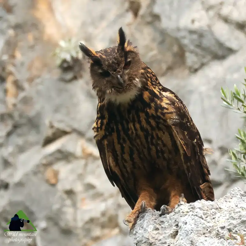 Εθνικός Δρυμός Ολύμπου topoguide