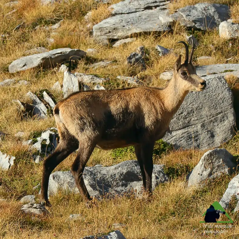 Εθνικός Δρυμός Ολύμπου topoguide