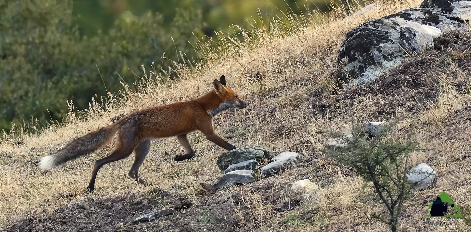 Από τα Καλύβια στο Πύθιο και τον Κοκκινοπηλό: Οι συναντήσεις με Αλεπού (Vulpes vulpes) είναι συχνές στη ζώνη γύρω από τα χωριά