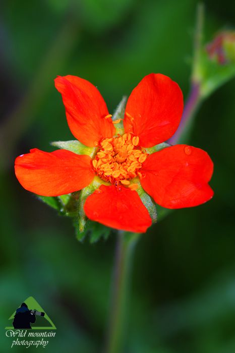 Εθνικό Πάρκο Οροσειράς Ροδόπης: Το λαμπερό Geum rhodopeum, ενδημικό της Ροδόπης Εθνικό Πάρκο Οροσειράς Ροδόπης