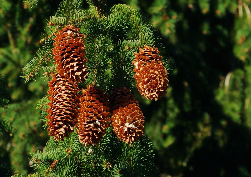 Εθνικό Πάρκο Οροσειράς Ροδόπης: Οι χαρακτηριστικοί κώνοι της Ερυθρελάτης Εθνικό Πάρκο Οροσειράς Ροδόπης