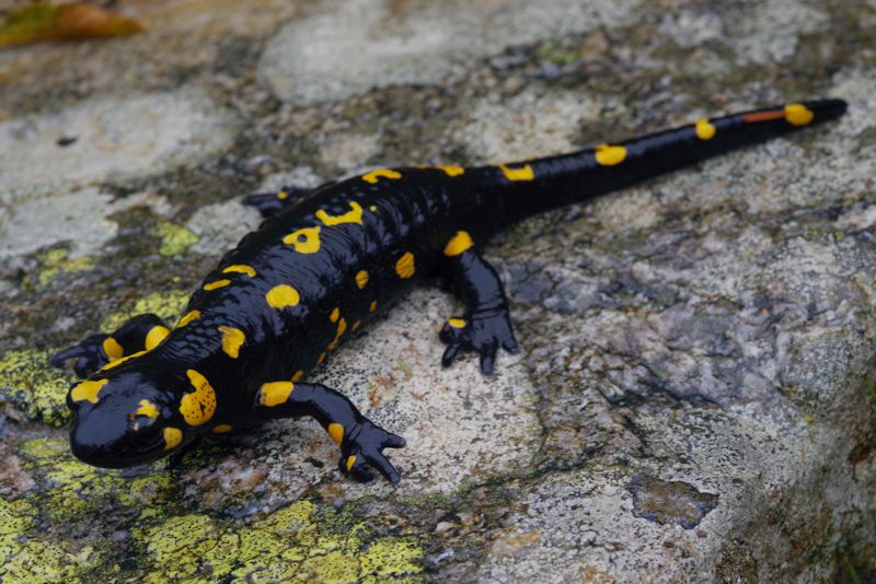 Εθνικό Πάρκο Οροσειράς Ροδόπης: Η Σαλαμάνδρα (Salamandra salamandra) είναι συνήθης παρουσία στα υγρά δάση της Ροδόπης Εθνικό Πάρκο Οροσειράς Ροδόπης