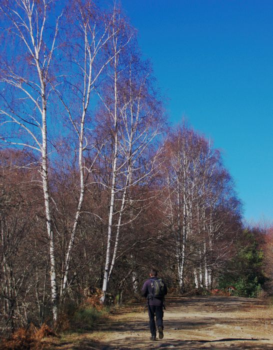 Βλάστηση και τοπία της Ροδόπης: Στην Ελλάδα, η Σημύδα ευδοκιμεί μόνο στη Ροδόπη και λίγες τοποθεσίες της Πρέσπας Εθνικό Πάρκο Οροσειράς Ροδόπης