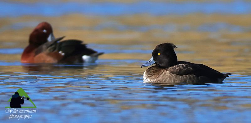Μικρή Αττική topoguide