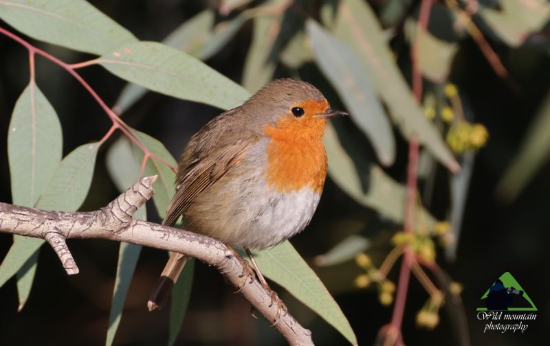 Μικρή Αττική topoguide