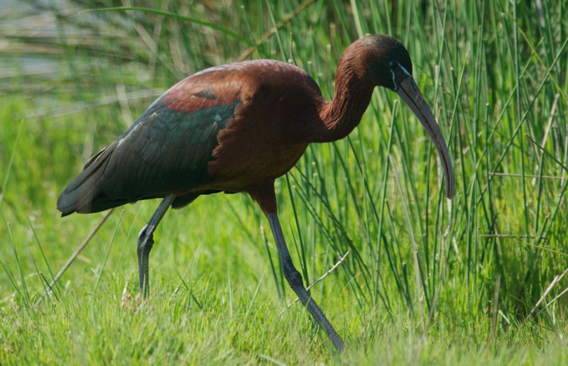 Μικρή Αττική topoguide